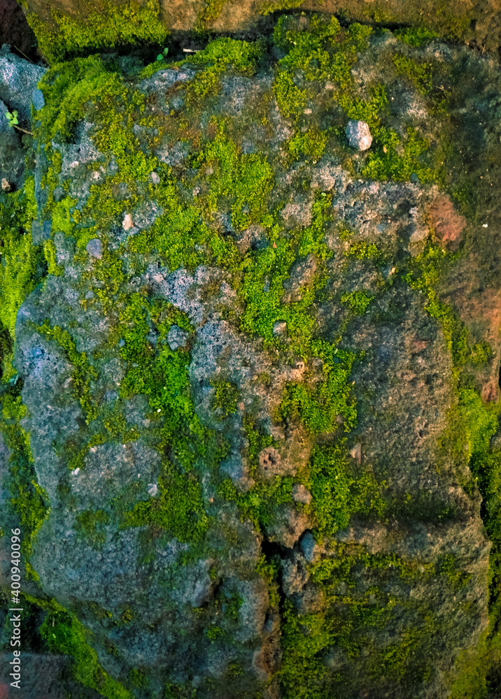 Green moss on rock surface in garden.Natural green plant using as a background