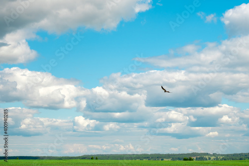 a bird of prey above the field against the sky with clouds soars in search of prey