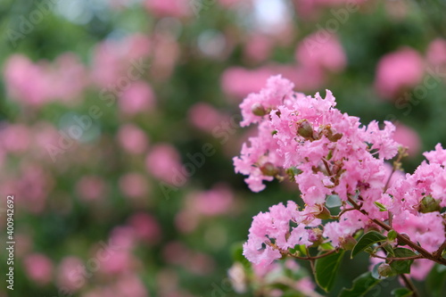flower, nature, pink, spring, plant, garden, purple, blossom, green, bloom, summer, floral, beautiful, beauty, lilac, flora, closeup, blooming, season, violet, natural, macro, tree, rosa multiflora