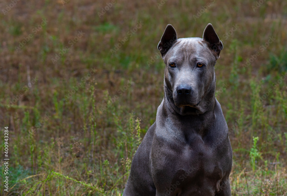 Thai Ridgeback on a yacht..