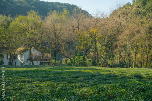 Tea plantation in Hangzhou, China. © Zimu