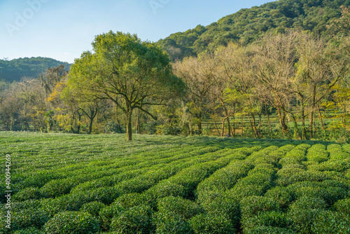 Tea plantation in Hangzhou, China.