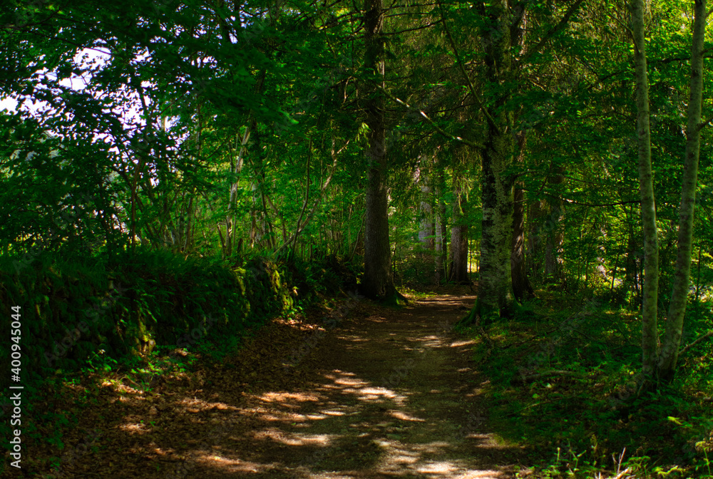 Naklejka premium Forest on the road to Santiago by Roncesvalles