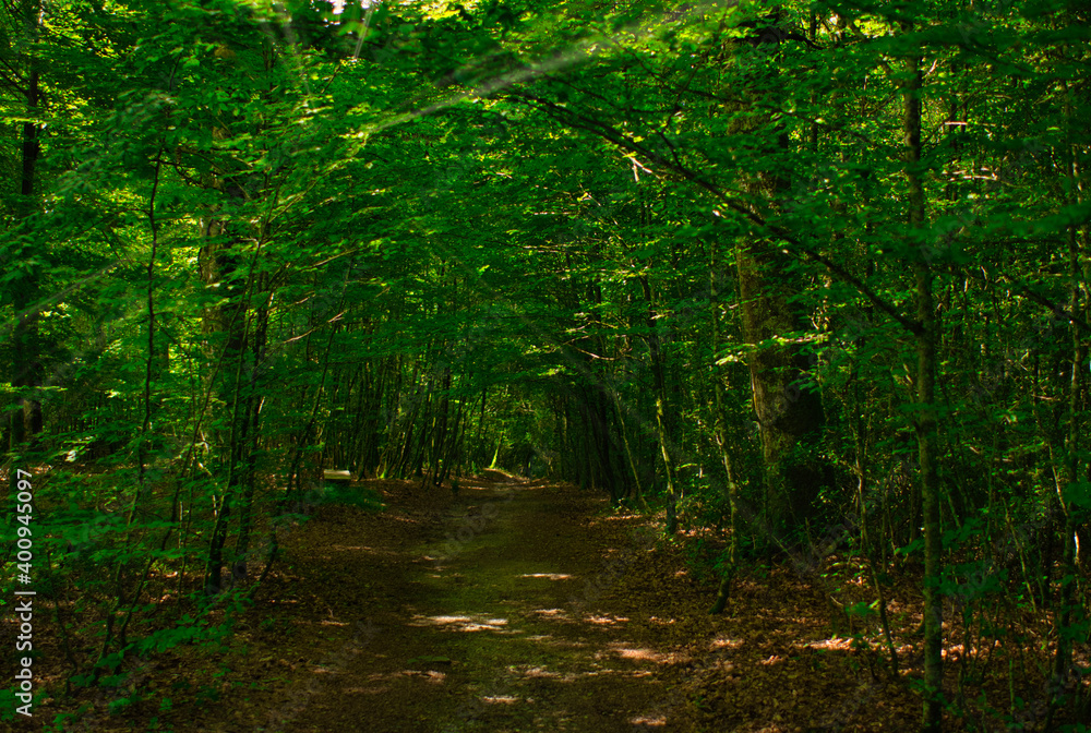 Obraz premium Forest on the road to Santiago by Roncesvalles