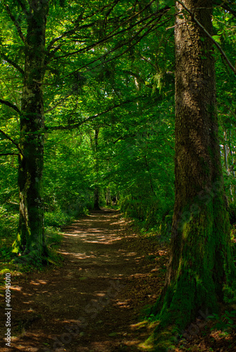 Forest on the road to Santiago by Roncesvalles