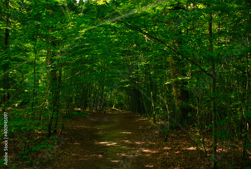 Forest on the road to Santiago by Roncesvalles