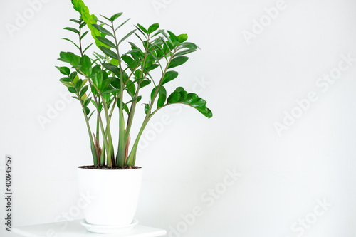 Large green zamioculcas in a white ceramic pot on a white background photo