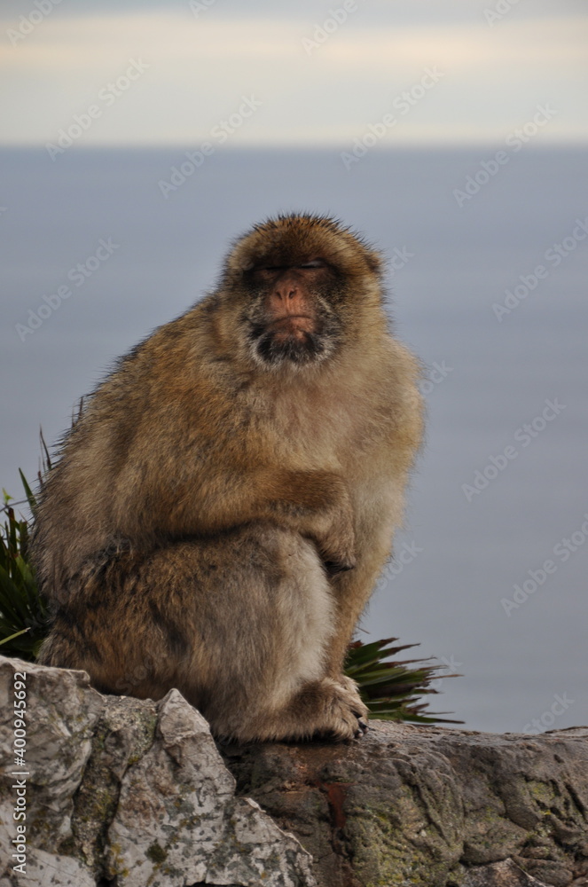 Naklejka premium Closeup furry senior ape with blurred ocean background and copy space. Gibraltar Barbary macaque monkey sitting at cliff rock and napping calmly