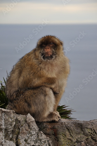 Closeup furry senior ape with blurred ocean background and copy space. Gibraltar Barbary macaque monkey sitting at cliff rock and napping calmly © Ninel