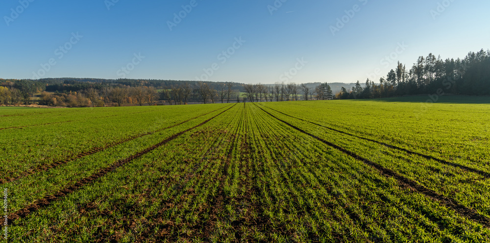 rows of young winter wheat on field in autumn