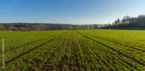 rows of young winter wheat on field in autumn