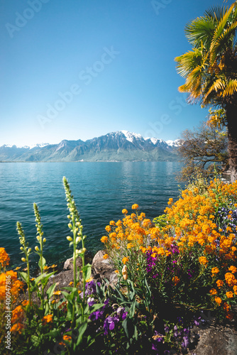 Flowers beside mountain lake