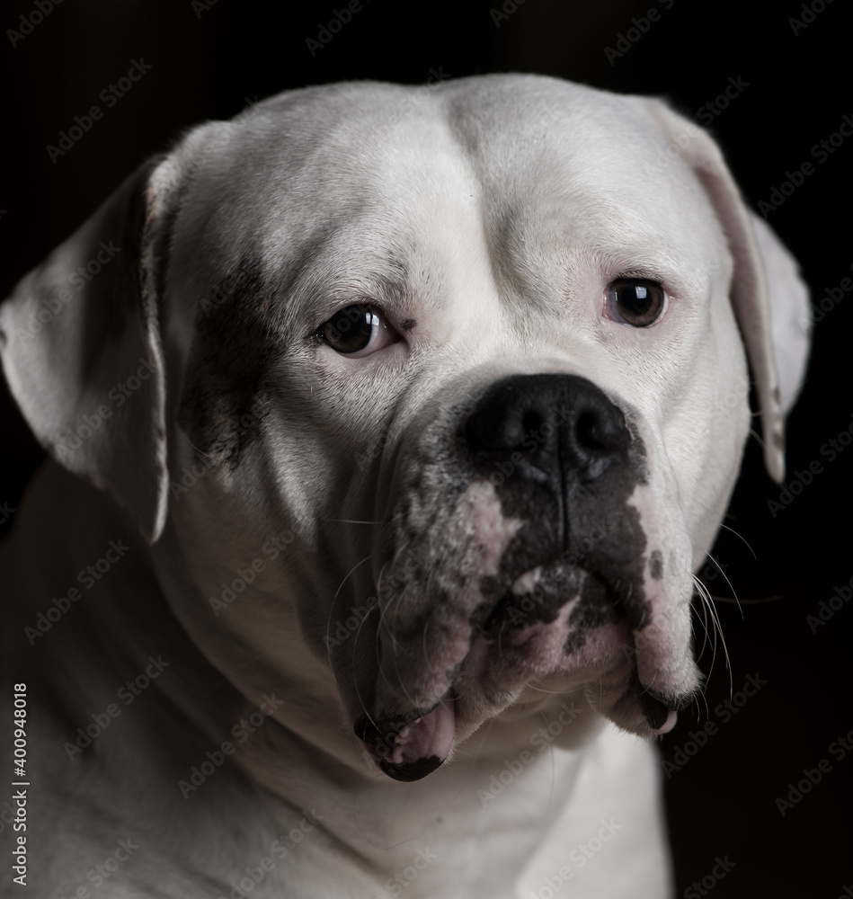 Closeup portrait of beautiful american bulldog over black background