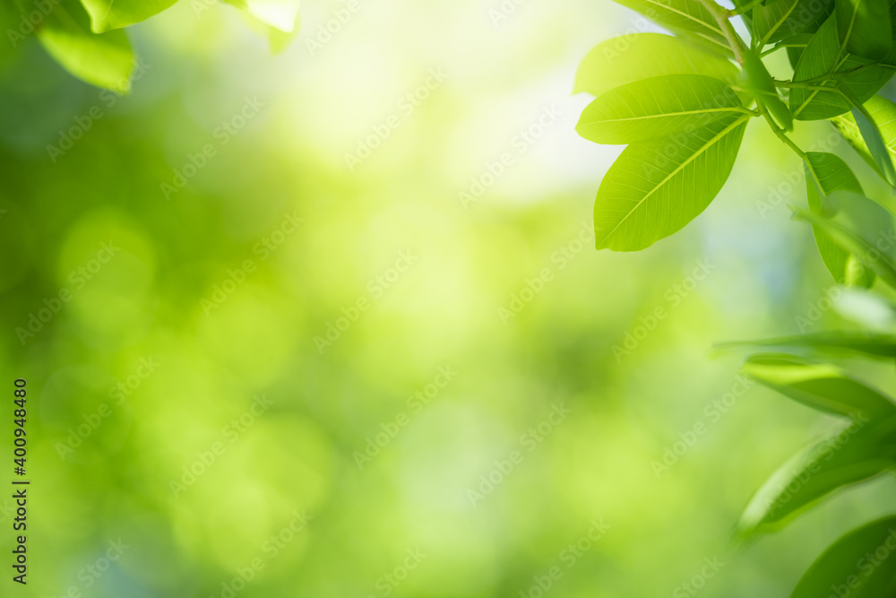 Closeup fresh nature view of green leaf on blurred greenery background in garden with copy space using as background natural green plants landscape, ecology, fresh wallpaper concept. Closeup fresh nature view of green leaf on blurred greenery background in garden with copy space using as background natural green plants landscape, ecology, fresh wallpaper concept.
