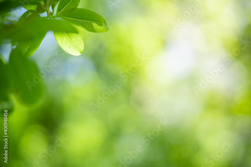 Closeup fresh nature view of green leaf on blurred greenery background in garden with copy space using as background natural green plants landscape, ecology, fresh wallpaper concept.