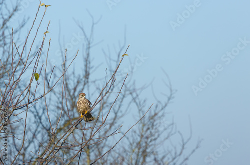 European kestrel sitting in a tree in middle Germany photo