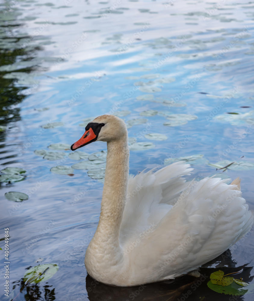 Fototapeta premium Swan on a lake.