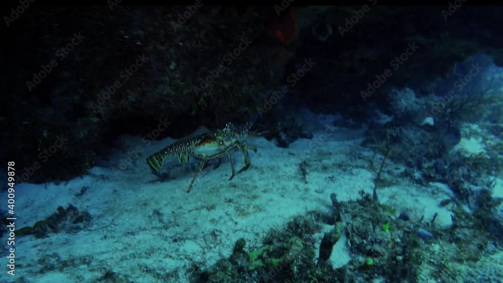A Caribbean Spiny Lobster (Panulirus argus) in Cozumel, Mexico