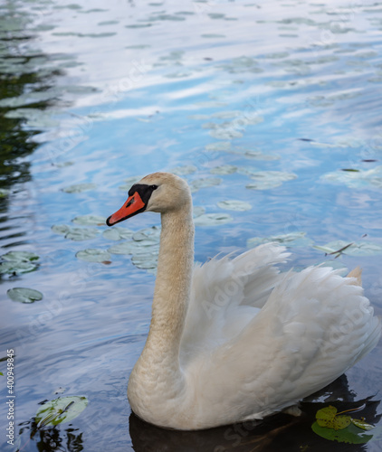 Swan on a lake.