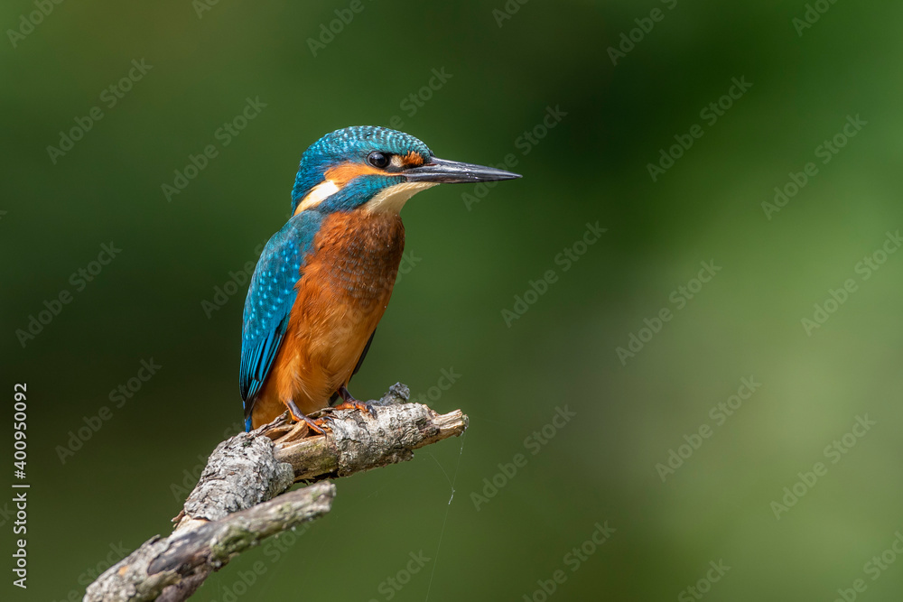 Eisvogel (Alcedo atthis) Jungvogel Eisvogel (Alcedo atthis) Jungvogel