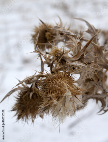 thistles bristling with thorns, Dry winter plants photo