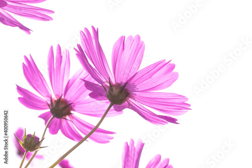 Pink cosmos flowers in the morning sky. So beautiful and bright. Blurred and soft focus.