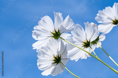 White cosmos flowers in the morning sky. So beautiful and bright. Blurred and soft focus.