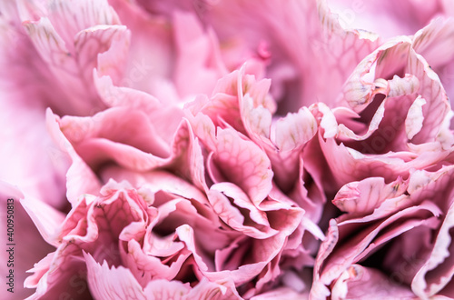 Abstract floral background, pink carnation flower petals. Macro flowers backdrop for holiday brand design