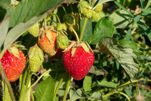 Ripe tasty ready for harvest red strawberries growing on garden background