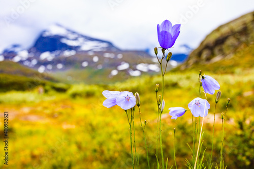 Violet flowers in mountains. Spring or summer time.