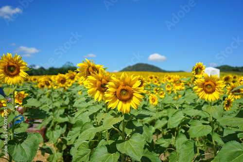 sunflower  flower  field  sky  yellow  nature  summer  agriculture  blue  green  plant  sun  sunflowers  landscape  sunny  farm  rural  bright  leaf  growth  meadow  crop  flowers  seed  vibrant