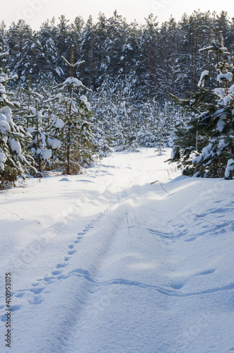 Winter landscape with beautiful fir trees and a road covered with snow in forest vertical orientation