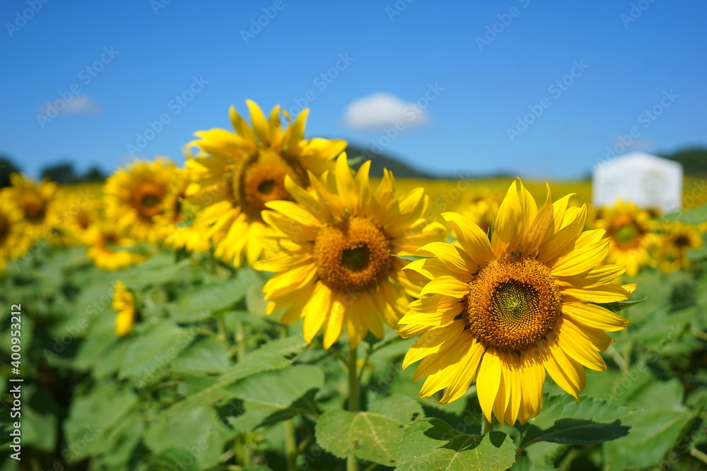 sunflower, flower, field, sky, nature, summer, yellow, agriculture, sunflowers, green, plant, blue, sun, landscape, bright, leaf, growth, farm, rural, flowers, meadow, beautiful, sunny, beauty, floral