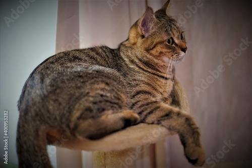 animal, kitten, pet, feline, cute, tabby, domestic, fur, mammal, kitty, eyes, isolated, pets, white, young, portrait, adorable, animals, brown, beautiful, lying, furry, nature, looking