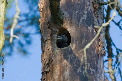 Woodpecker nestling waiting for parent bring food