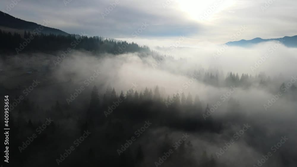 Pine forest fog clouds descending aerial top view drone 4K video Pine forest fog clouds descending aerial top view drone 4K video