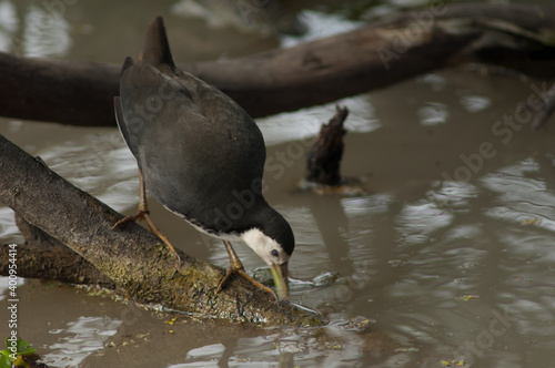 White-breasted waterhen Amaurornis phoenicurus searching for food. Keoladeo Ghana National Park. Bharatpur. Rajasthan. India. photo