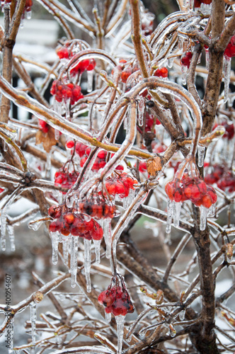 Viburnum bush with red berries covered with ice after icy rain. Quality image for your project.
