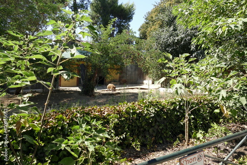 The animals of the biopark of rome,italy (zoological garden)	