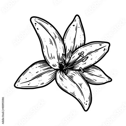 Illustration of lily flower in engraving style. Design element for poster, card, banner, sign. Vector illustration