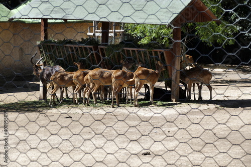 The animals of the biopark of rome,italy (zoological garden)	