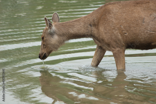 Sambar hind Rusa unicolor grazing in a lagoon. Keoladeo Ghana National Park. Bharatpur. Rajasthan. India.