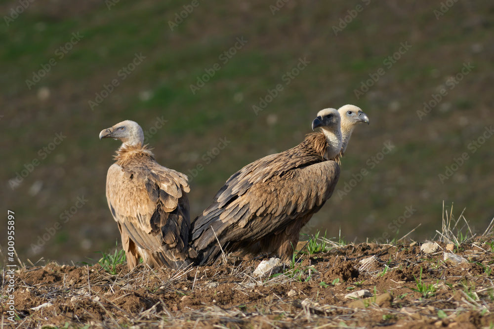 group of griffon vultures (Gyps fulvus) sunbathing in Malaga. Spain group of griffon vultures (Gyps fulvus) sunbathing in Malaga. Spain
