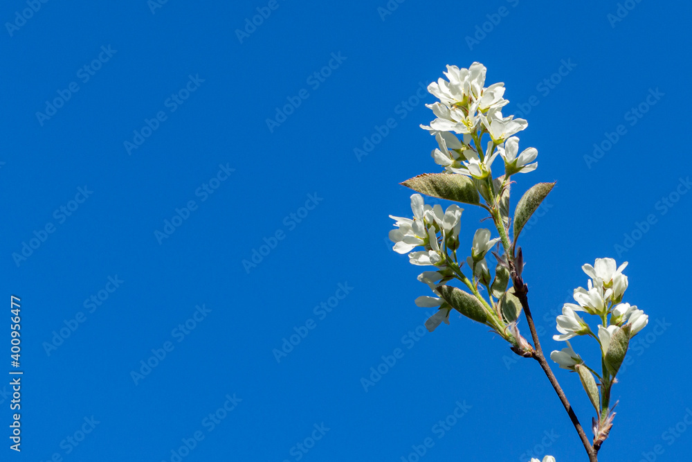 White blossoms of Amelanchier canadensis, serviceberry, shadberry or Juneberry tree on blue sky background. Selective focus close-up. Landscape for any wallpaper. There is place for text White blossoms of Amelanchier canadensis, serviceberry, shadberry or Juneberry tree on blue sky background. Selective focus close-up. Landscape for any wallpaper. There is place for text
