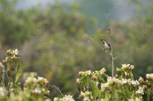 Male purple sunbird Nectarinia asiatica with eclipse plumage. Keoladeo Ghana National Park. Bharatpur. Rajasthan. India.