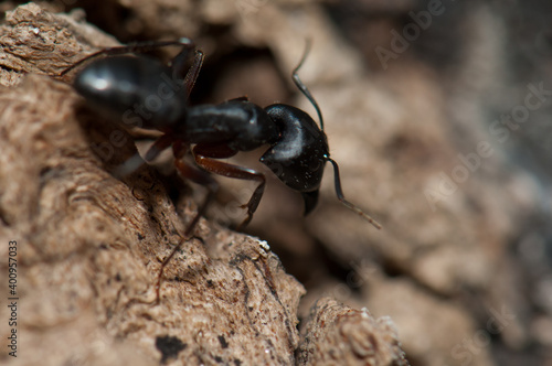 Ant Camponotus compressus on the ground. Keoladeo Ghana National Park. Bharatpur. Rajasthan. India. © Víctor