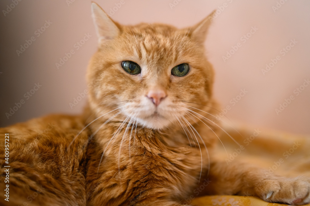 Lovely red cat closed his eyes and sleeping. Selective soft focus. Lovely red cat closed his eyes and sleeping. Selective soft focus.