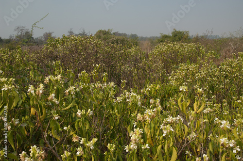 Scrubland in Keoladeo Ghana National Park at Bharatpur. Rajasthan. India. Rajasthan. India.