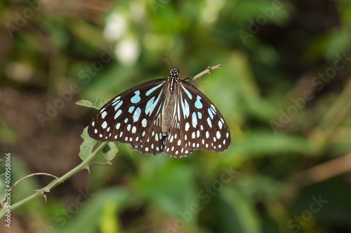 Butterfly blue tiger Tirumala limniace leopardus. Keoladeo Ghana National Park. Bharatpur. Rajasthan. India.