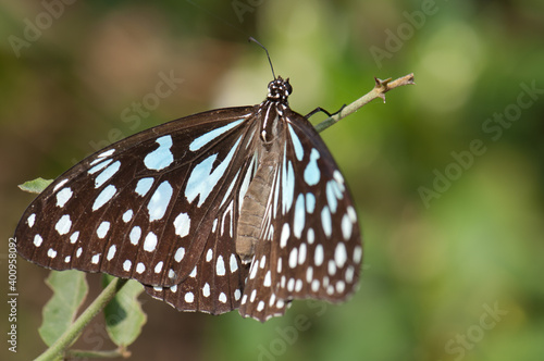 Butterfly blue tiger Tirumala limniace leopardus. Keoladeo Ghana National Park. Bharatpur. Rajasthan. India. © Víctor